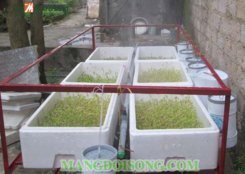 Cách trồng rau mầm không cần đất tại nhà đơn giản hiệu quả nhất 4