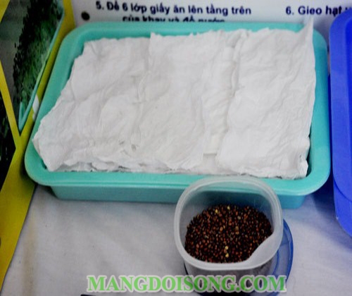 Cách trồng rau mầm không cần đất tại nhà đơn giản hiệu quả nhất 5