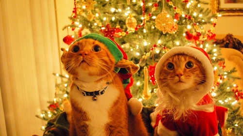 Hình ảnh chúc mừng giáng sinh đẹp 2015 ấn tượng nhất dành tặng mọi người 11