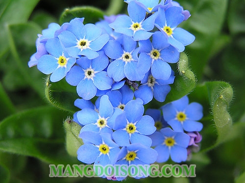 Hoa lưu ly hay còn gọi là hoa Forget me not, hoa thủy chung, hoa bâng khuâng hay hoa lỗ bì hoa có màu xanh trắng hay màu tím violet đặc trưng mọc nhiều ở Đả Lạt. Cây lưu ly thân thảo cói mùi thơm dịu ngọt hết sức gần gũi và hấp dẫn. Hoa lưu ly đã trở thành nguồn thơ, nguồn cảm xúc của biết bao câu chuyện tình cảm lãng mạn mà sâu sắc. Khi tặng hoa này người tạng muốn gởi gắm tình cảm, niềm thương nhớ mênh mông đến người nhận. Hoa lưu ly có thể làm quà tặng hoặc có thể làm hoa trưng bày đặc biệt là hoa lưu ly được làm bằng giấy rất đẹp và giữ được lâu nên món quà này sẽ rất phù hợp với những nàng có tâm hồn trong sáng và tình yêu lãng mạn đấy. Hãy Đến với Mangdoisong.com để được hướng dẫn cách làm hoa lưu ly handmade đẹp bằng giấy cho bạn gái khéo tay nhé! Xem Video cách làm hoa lưu ly handmade đẹp bằng giấy nhún biểu tượng của tình yêu thủy chung: Dấu yêu ơi, gởi anh cánh hoa này Dẫu bây giờ hoa đã tàn đã úa Chỉ mới đây thôi hoa vẫn còn rực rỡ Như chúng mình từng vui vẻ bên nhau Chuyện tình mình bao mật ngọt đớn đau Xin đừng quên, xin đừng quên, anh hỡi! Dấu yêu ơi, lời hoa này xin gửi Thay lời trái tim tha thiết nguyện cầu   Như vậy là chúng ta đã hoàn tất quá trình làm hoa lưu ly handmade đẹp bằng giấy nhún rồi. Các bạn thấy cách làm hoa lưu ly có đơn giản và hấp dẫn không nào? Hãy học hỏi làm ngay cho mình một đóa hoa lưu ly thật đẹp để làm quà tặng cho người thương hay dùng làm vật trang trí trong nhà nhé. Một đóa hoa sẽ làm cho căn phòng của bạn thêm sáng lạng và sang trọng hơn đấy. Mangdoisong.com chúc các bạn thành công và gặp nhiều thành công trong cuộc sống, hạnh phúc trong tình yêu. Nếu thấy bài viết hay và hữu ích thì hãy like và share để mọi người cùng biết nhé! 2
