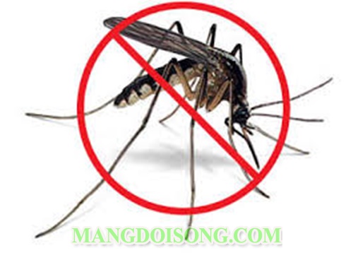 Cách đuổi muỗi bằng tỏi ra khỏi phòng tại nhà đơn giản mà hiệu quả nhất không dùng hóa chất 10