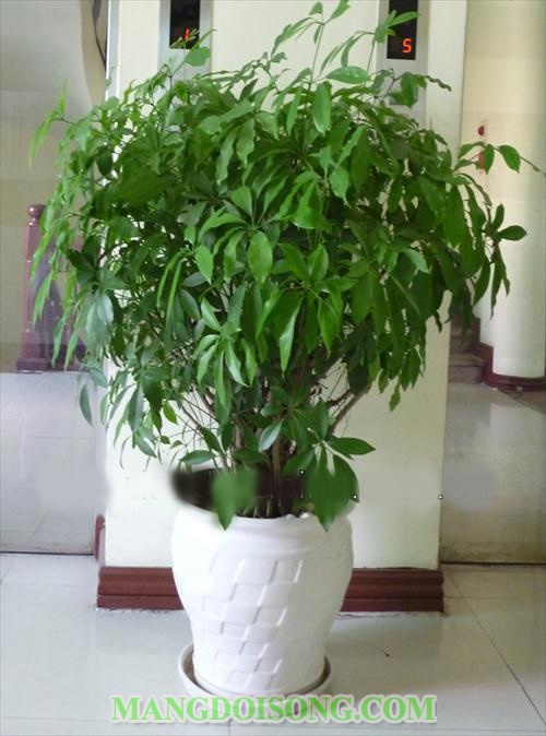 Cách đuổi muỗi bằng tỏi ra khỏi phòng tại nhà đơn giản mà hiệu quả nhất không dùng hóa chất 5
