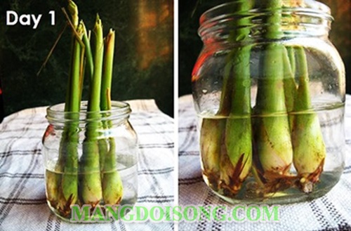 Cách đuổi muỗi bằng tỏi ra khỏi phòng tại nhà đơn giản mà hiệu quả nhất không dùng hóa chất 6