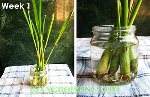 Cách đuổi muỗi bằng tỏi ra khỏi phòng tại nhà đơn giản mà hiệu quả nhất không dùng hóa chất 7