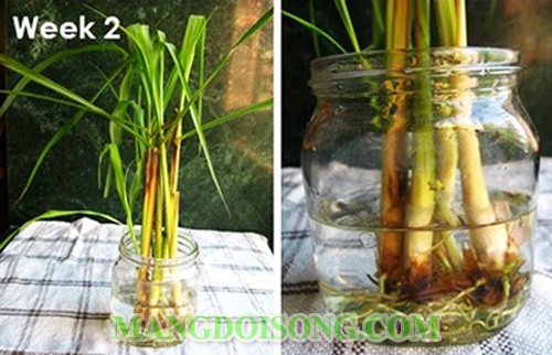 Cách đuổi muỗi bằng tỏi ra khỏi phòng tại nhà đơn giản mà hiệu quả nhất không dùng hóa chất 8