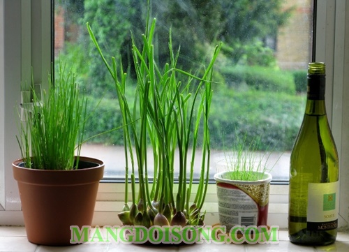 Cách đuổi muỗi bằng tỏi ra khỏi phòng tại nhà đơn giản mà hiệu quả nhất không dùng hóa chất 9