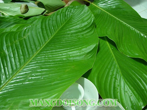 Cách gói bánh chưng vuông đẹp không cần khuôn để cúng giỗ tổ Hùng Vương 2