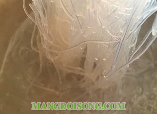 Cách làm miến trộn chay ngon đơn giản tại nhà cho ngày rằm thanh tịnh 7