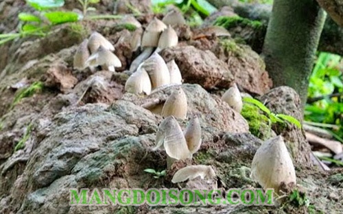Cách làm nấm mối nướng muối ớt thơm ngon ngọt mát những ngày đầu mùa mưa 1