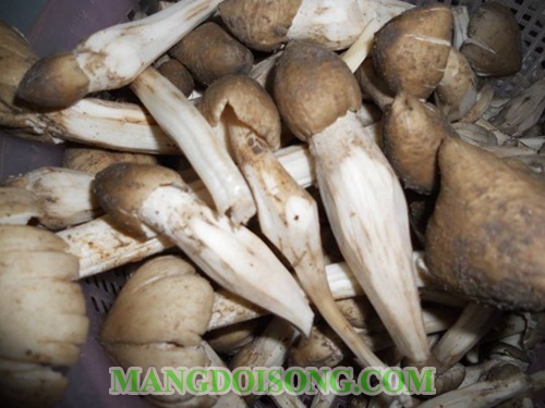 Cách làm nấm mối nướng muối ớt thơm ngon ngọt mát những ngày đầu mùa mưa 2