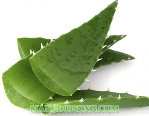 Cách làm nước nha đam tại nhà ngon không đắng giúp đẹp da dáng chuẩn 1