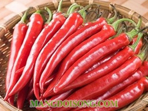 Cách làm tương ớt xay Hà Nội tại nhà thơm ngon hấp dẫn 1