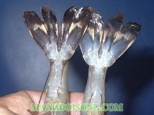 Cách nhận biết tôm bơm tạp chất chi tiết đơn giản nhất cho các mẹ nội trợ 8