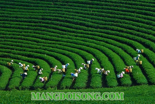 Địa điểm đi chơi tết dương lịch 2017 ấn tượng thú vị hấp dẫn nhất tại Sài Gòn - Miền bắc 14