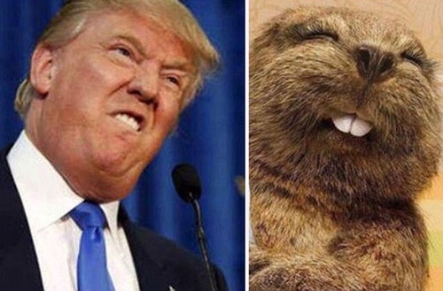 Hình chế Donald Trump tân tổng thống mỹ đang sốt trên các trang mạng xã hội 10