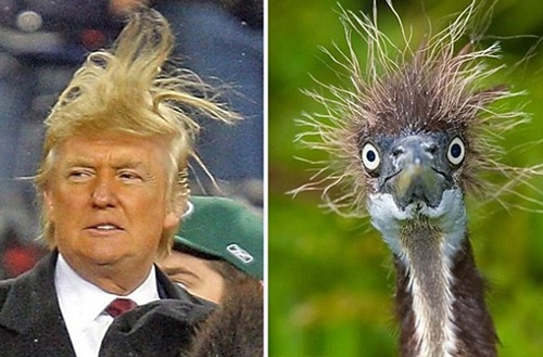 Hình chế Donald Trump tân tổng thống mỹ đang sốt trên các trang mạng xã hội 11