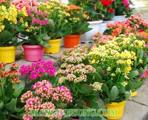 Nên chưng hoa gì ngày tết để mang tài lộc vào nhà ý nghĩa các loại hoa cắm bàn thờ ngày tết 11