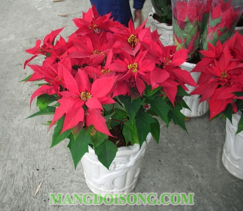 Nên chưng hoa gì ngày tết để mang tài lộc vào nhà ý nghĩa các loại hoa cắm bàn thờ ngày tết 12