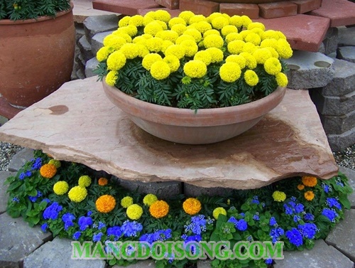 Nên chưng hoa gì ngày tết để mang tài lộc vào nhà ý nghĩa các loại hoa cắm bàn thờ ngày tết 14
