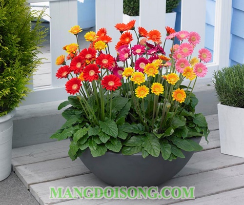 Nên chưng hoa gì ngày tết để mang tài lộc vào nhà ý nghĩa các loại hoa cắm bàn thờ ngày tết 7