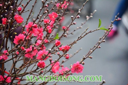 Những câu chúc tết hay nhất ý nghĩa nhất năm Đinh Dậu dành tặng ông bà cha mẹ gia đình bạn bè đồng nghiệp 7