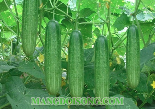 Cách làm nộm dưa chuột chua ngọt ngon đơn giản tại nhà 1