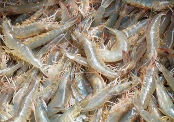 Cách làm mắm tôm thơm ngon đậm đà nhất 2