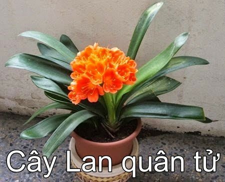 Cây lan quân tử-0