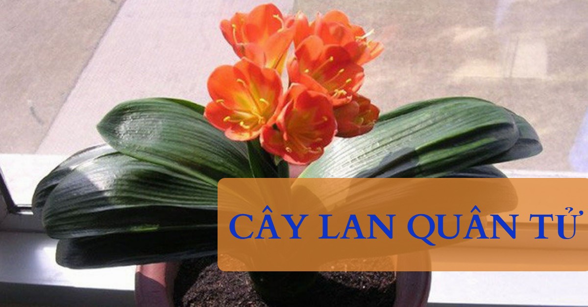 Cây lan quân tử-4