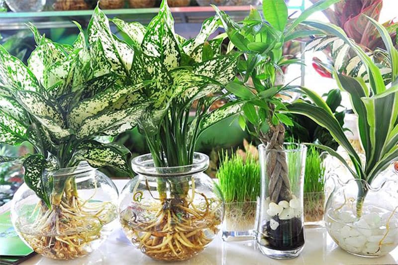 cach-cham-soc-cay-canh-van-phong-4