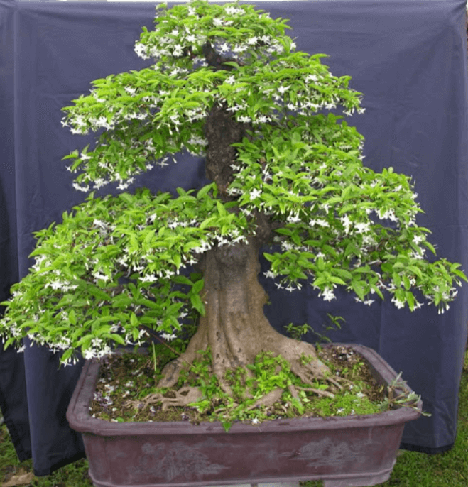 cach-cham-soc-cay-mai-chieu-thuy-1