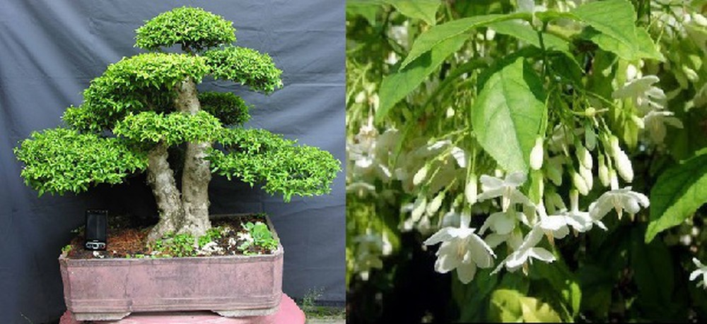cach-cham-soc-cay-mai-chieu-thuy-2