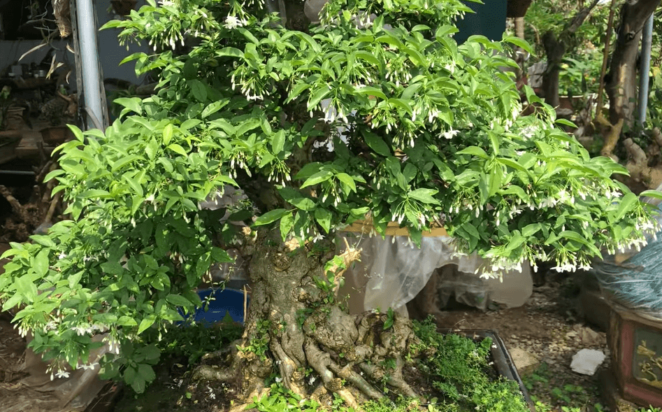 cach-cham-soc-cay-mai-chieu-thuy-3