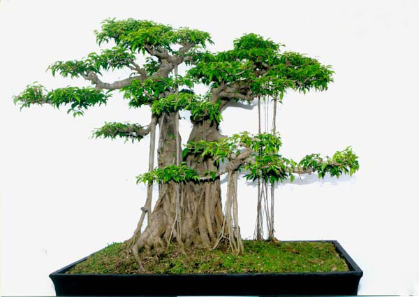 cay-bonsai-de-trong-1