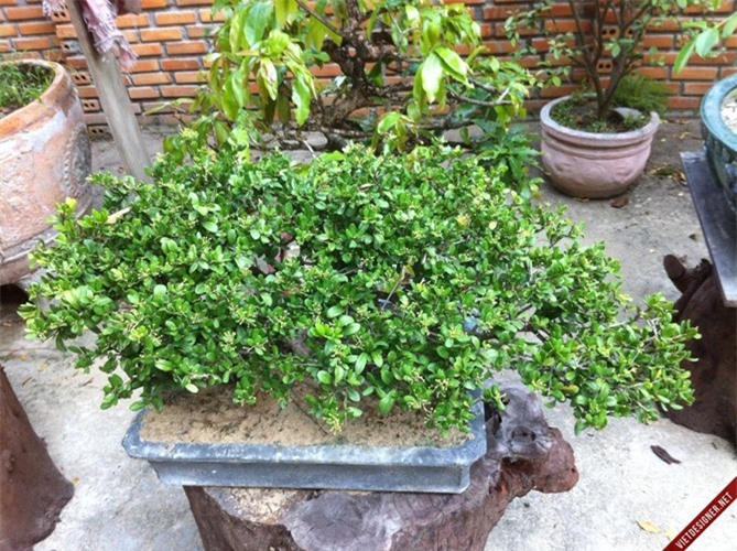 cay-bonsai-de-trong-2