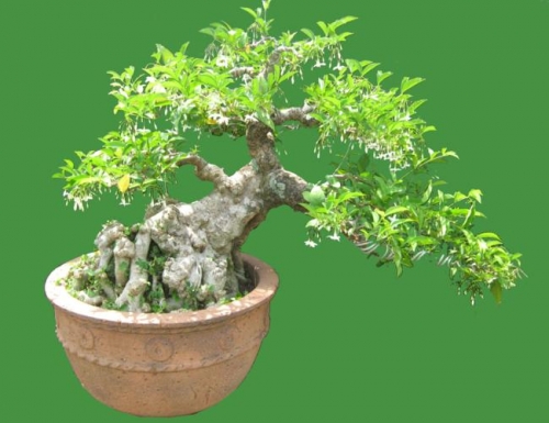 cay-bonsai-de-trong-3