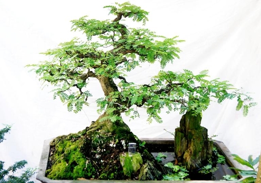 cay-bonsai-de-trong-4