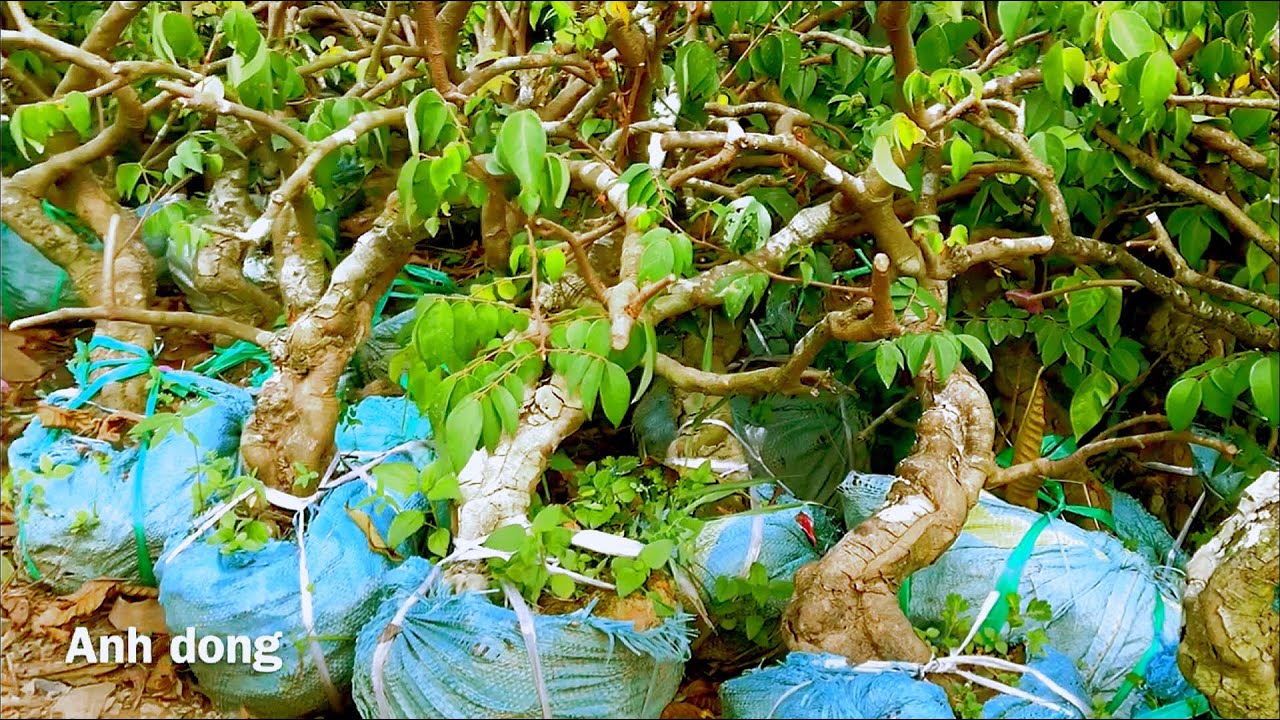 cay-bonsai-de-trong-5