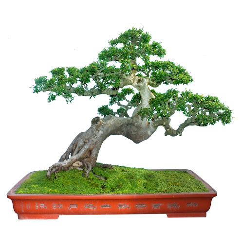 cay-bonsai-de-trong-6