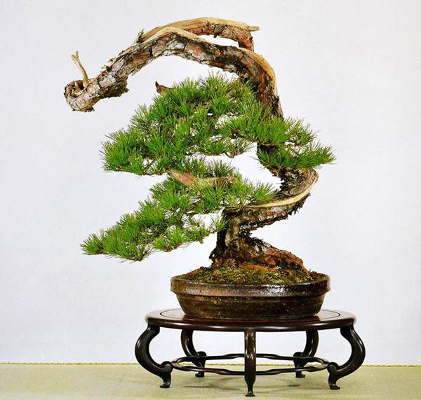 cay-bonsai-la-gi-10