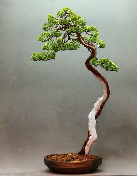 cay-bonsai-la-gi-11