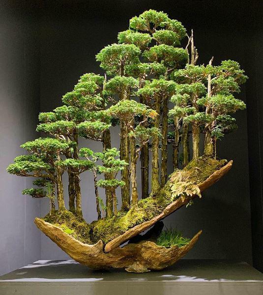 cay-bonsai-la-gi-12