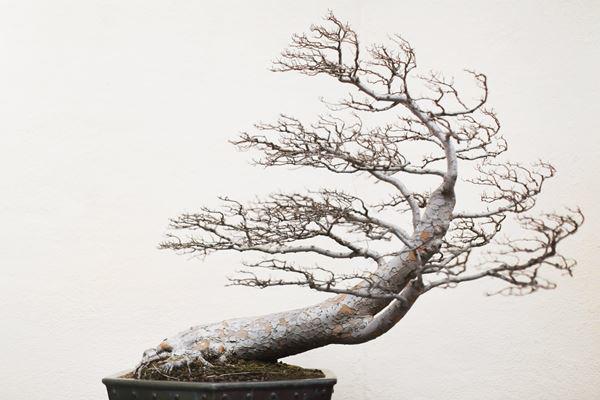 cay-bonsai-la-gi-13