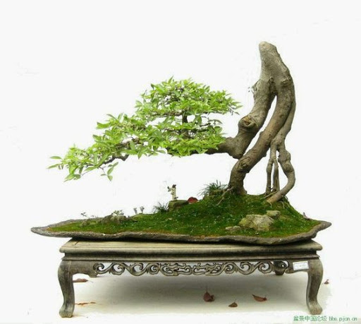 cay-bonsai-la-gi-3