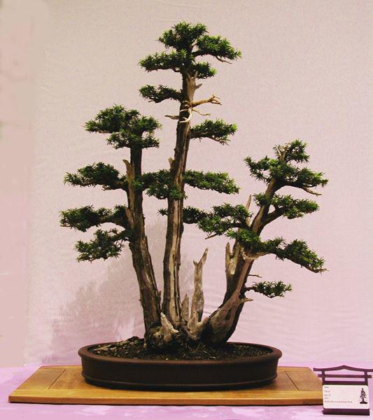 cay-bonsai-la-gi-4