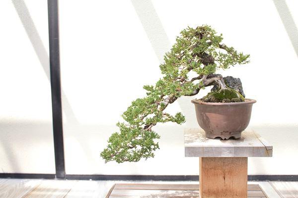 cay-bonsai-la-gi-5