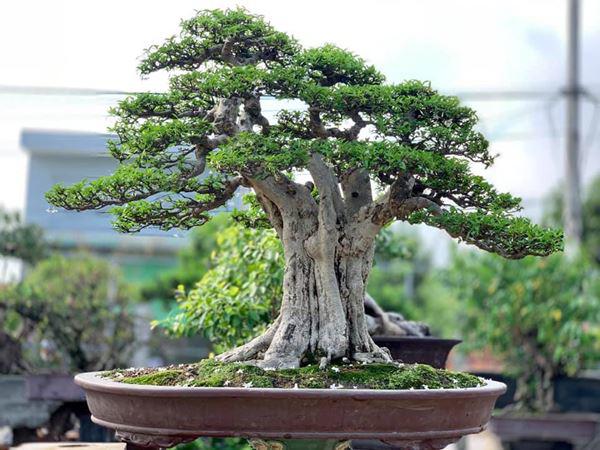 cay-bonsai-la-gi-6