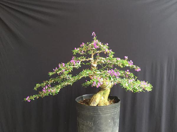 cay-bonsai-la-gi-7