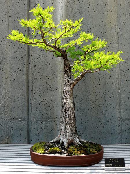 cay-bonsai-la-gi-8