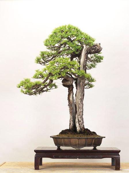cay-bonsai-la-gi-9